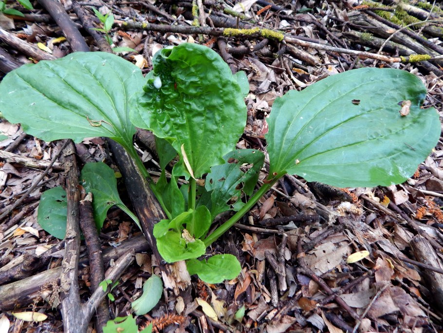 Подорожник большой