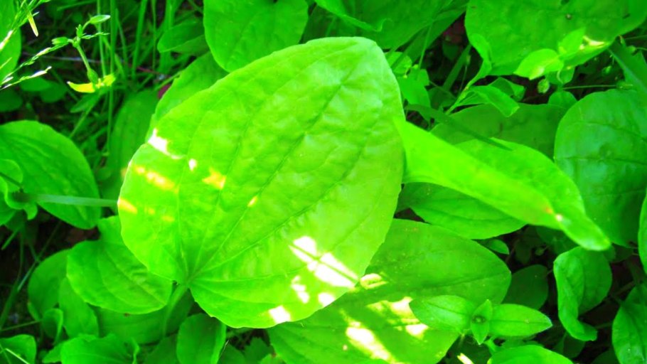 Подорожник Хеллера