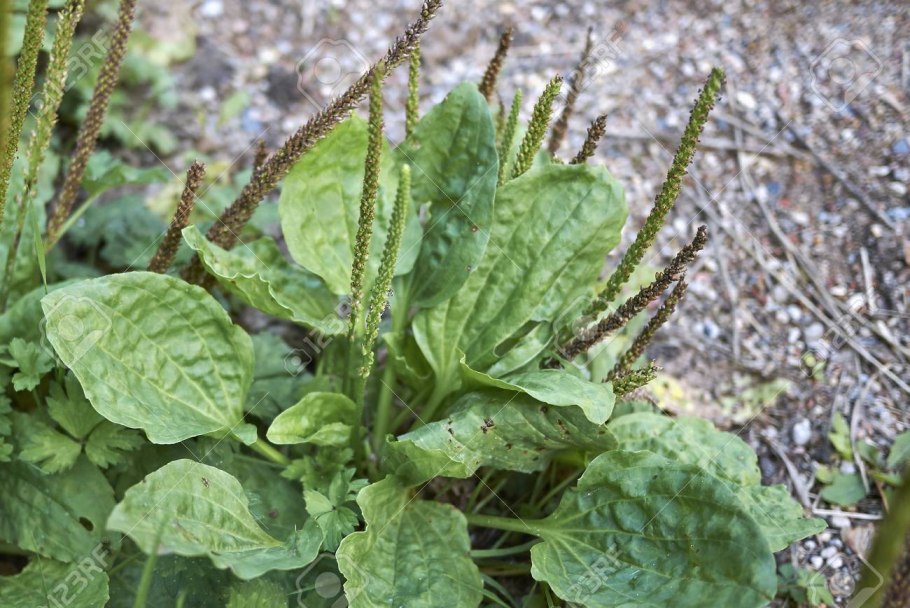 Подорожник растение