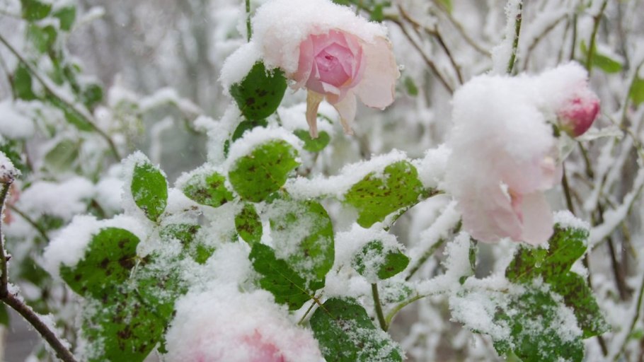 Розы на снегу
