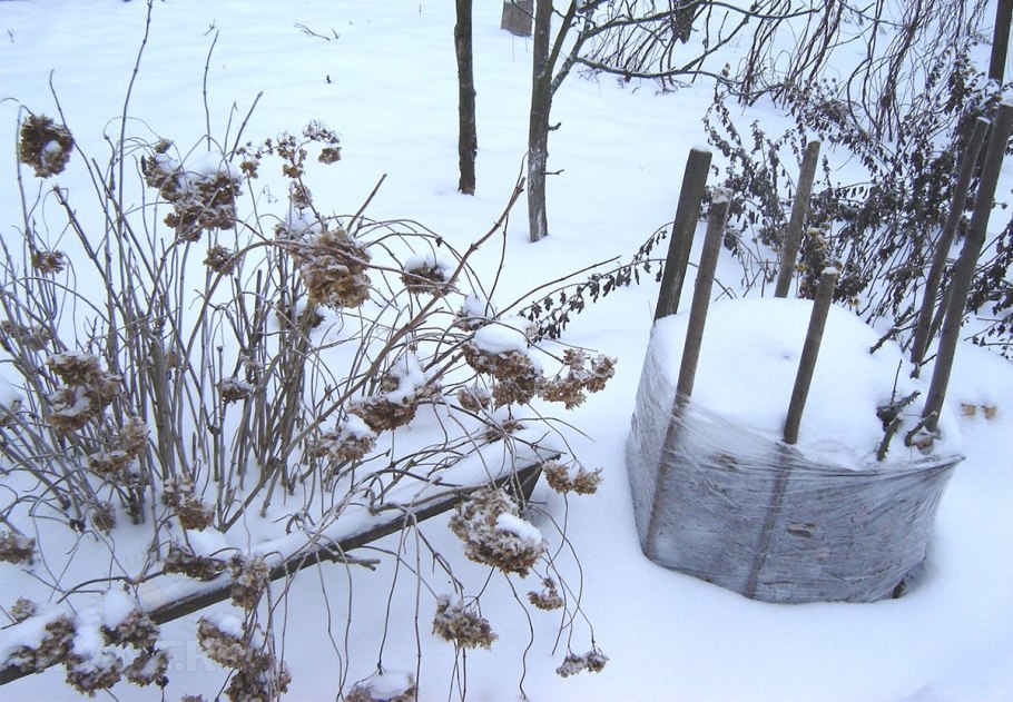 Защита саженцев на зиму