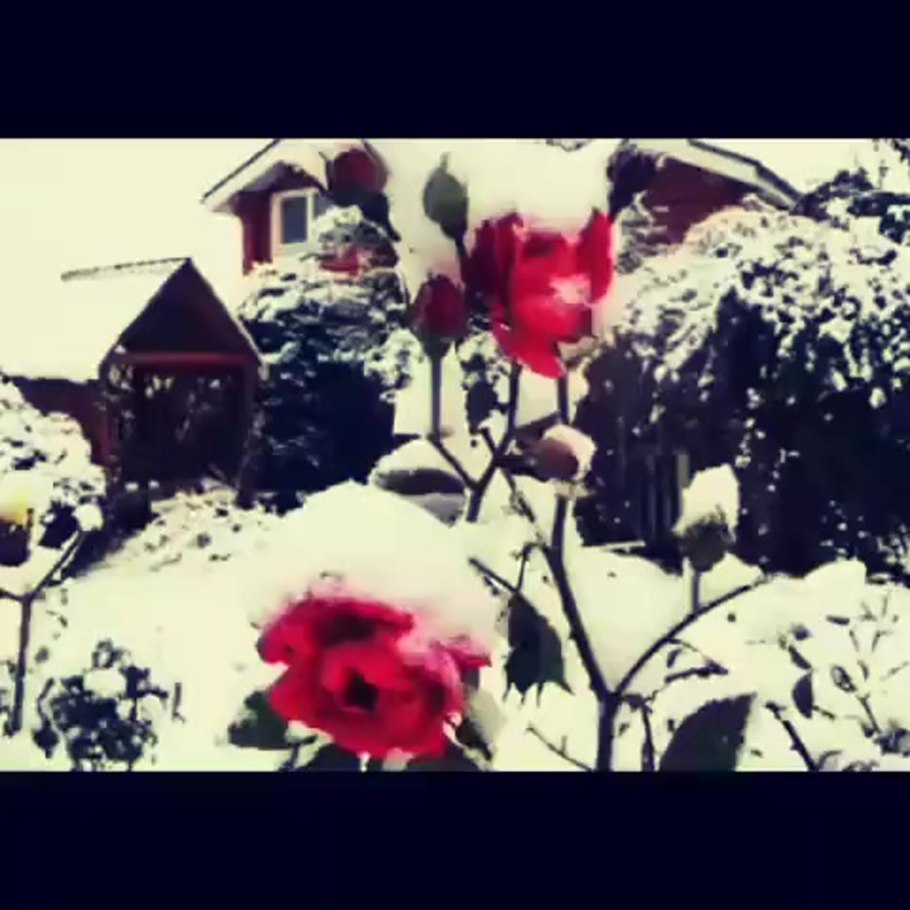 Зимний сад с розами