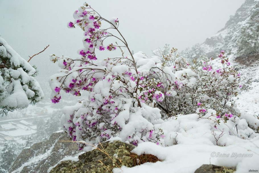 Маральник Алтай зима