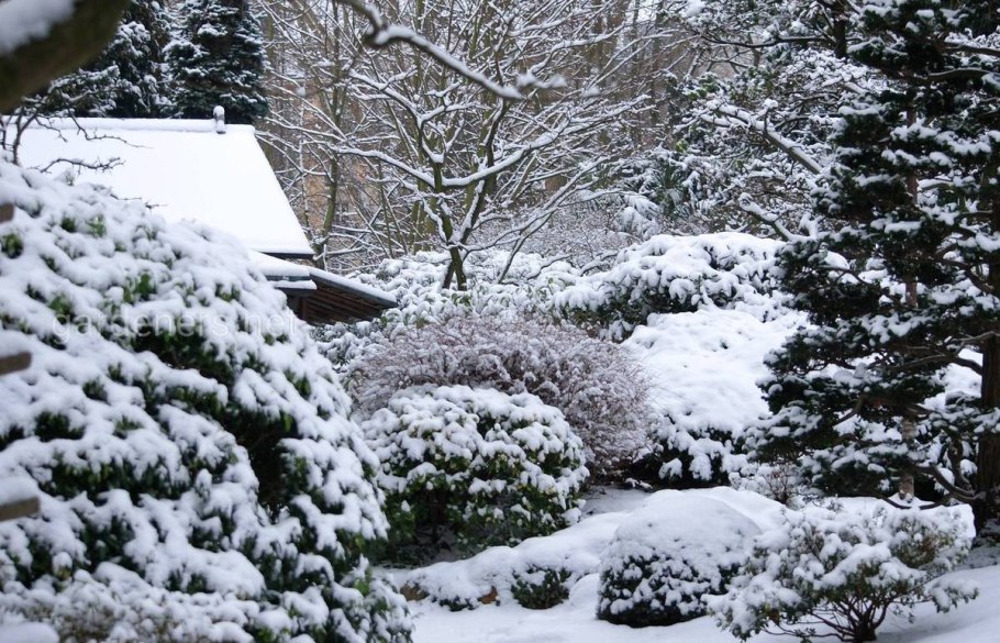 Зима в саду