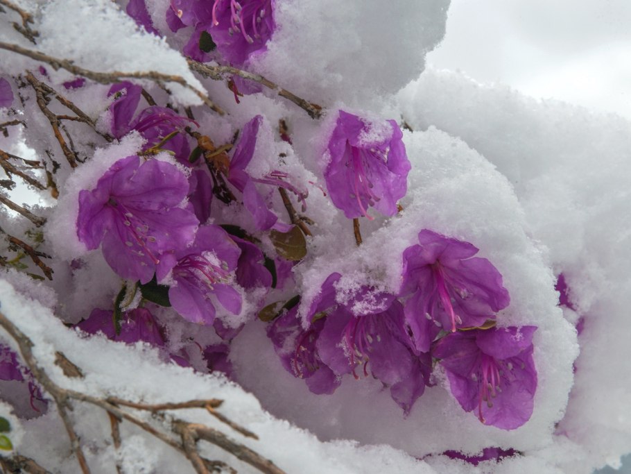 Снежный рододендрон