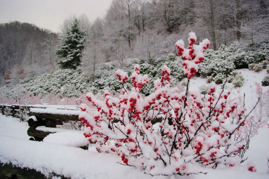 Японский сад зимой