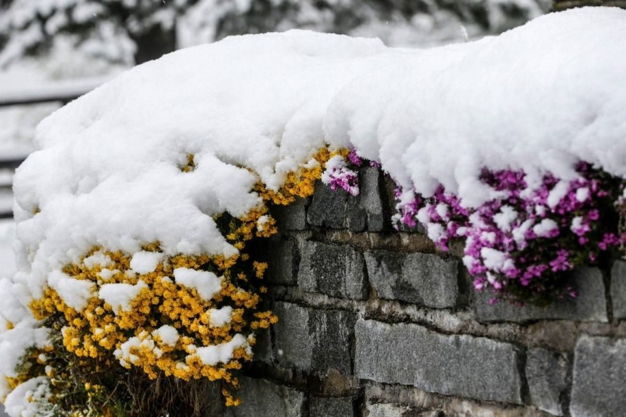 Зимняя клумба