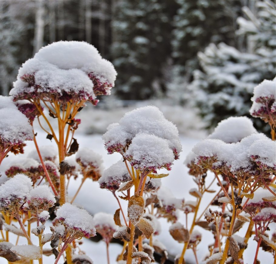 Трава зимой
