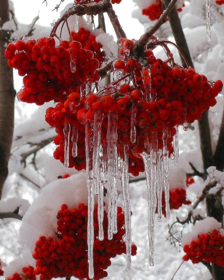 Калина взимку