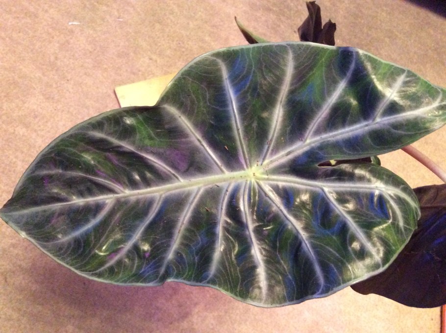 Алоказия Nairobi Nights