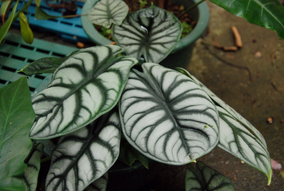 Алоказия Сарьян