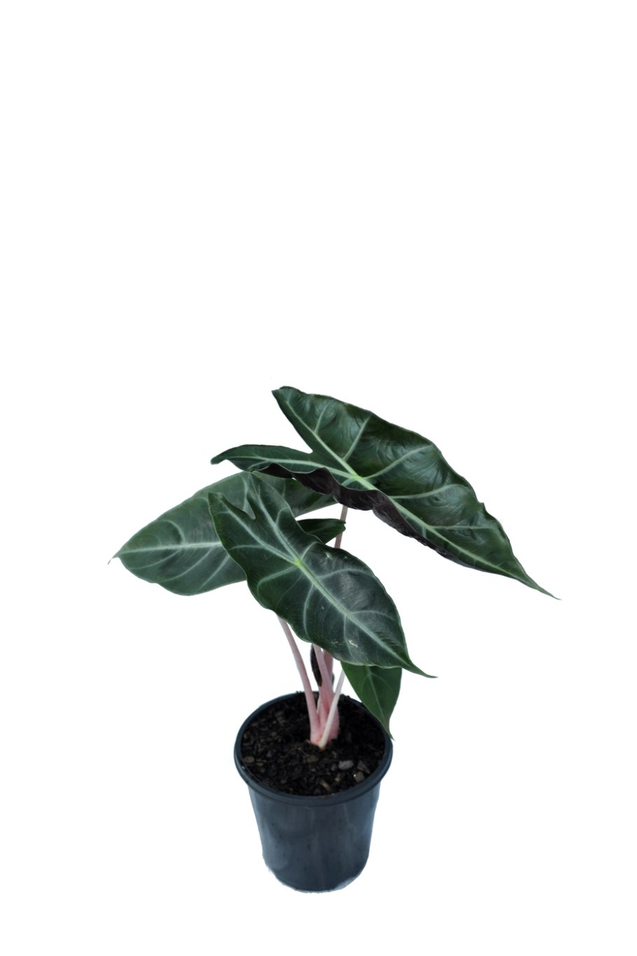 Алоказия Кукулата