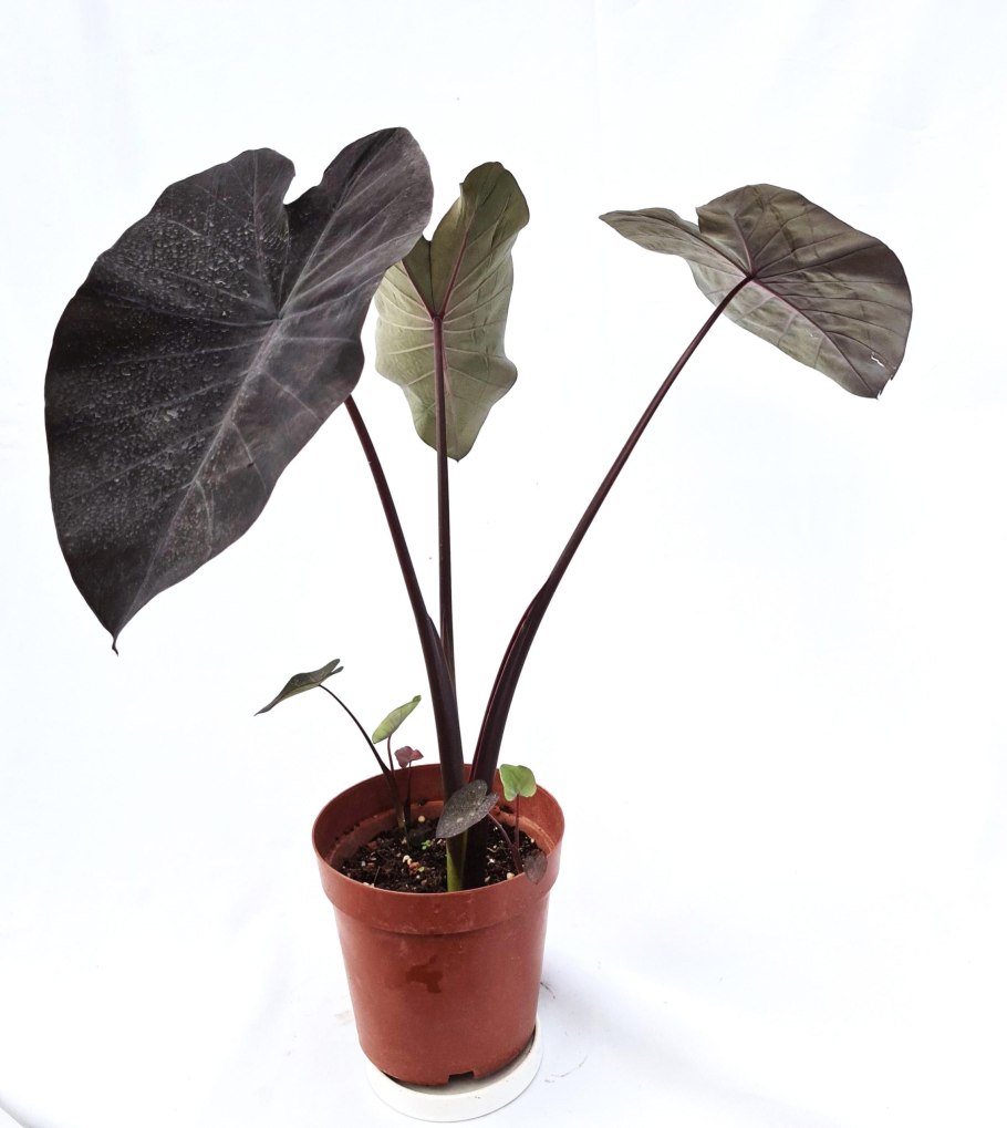 Алоказия инферналис блэк
