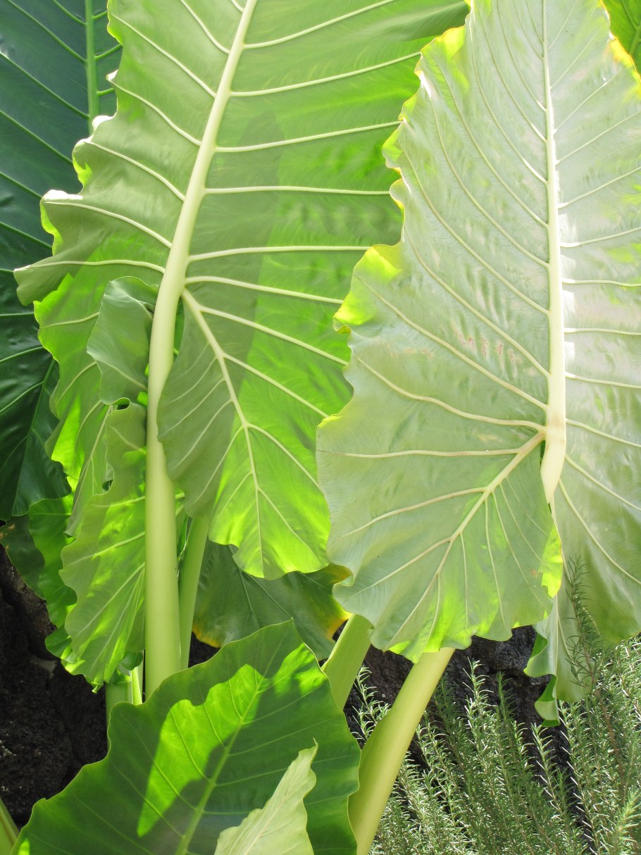 Алоказия macrorrhizos