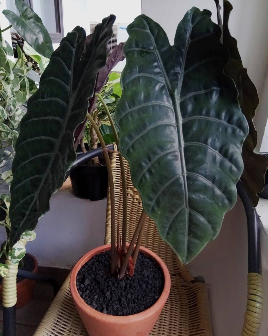 Alocasia reginula 'Black Velvet'