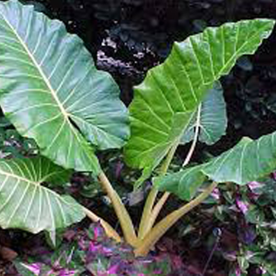 Алоказия плюмбея