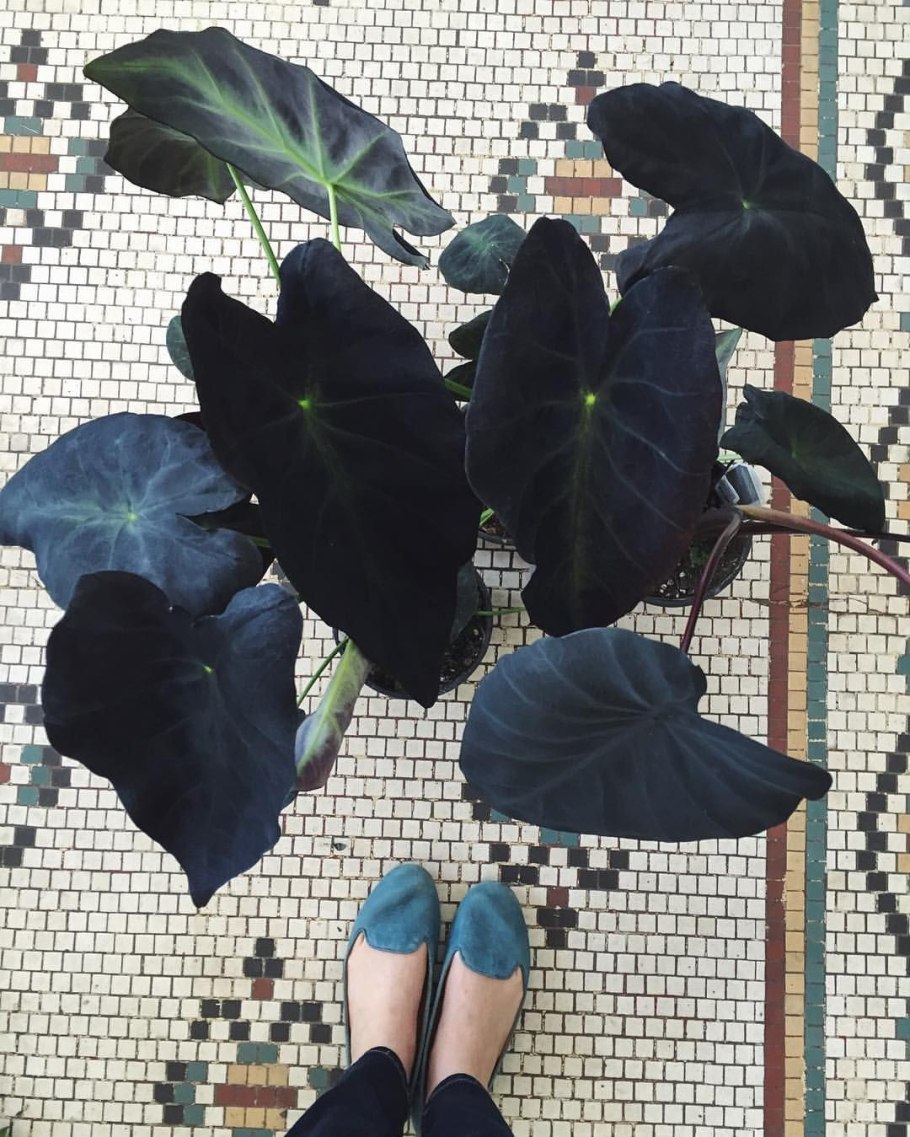 Алоказия Сандера цветение