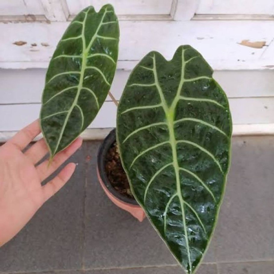 Алоказия Фрайдек