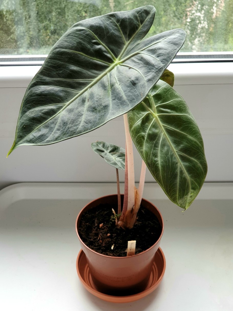 Алоказия Скальпрум