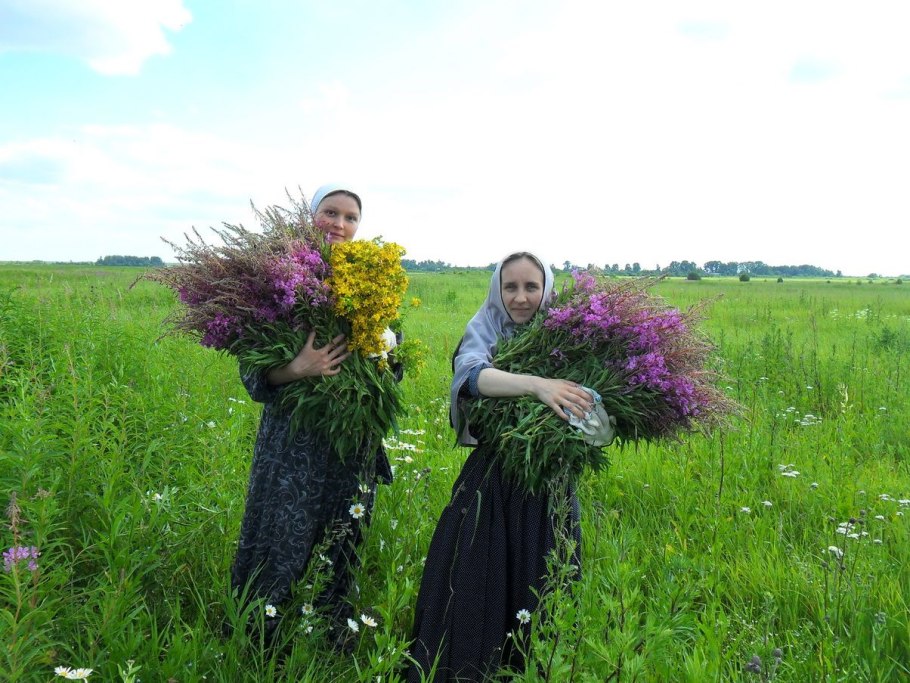 Девясил Каспийский