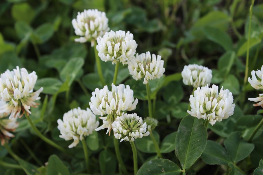 Атлас травянистые растения Подмосковья