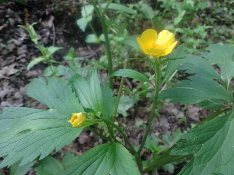 Клевер горный и ползучий