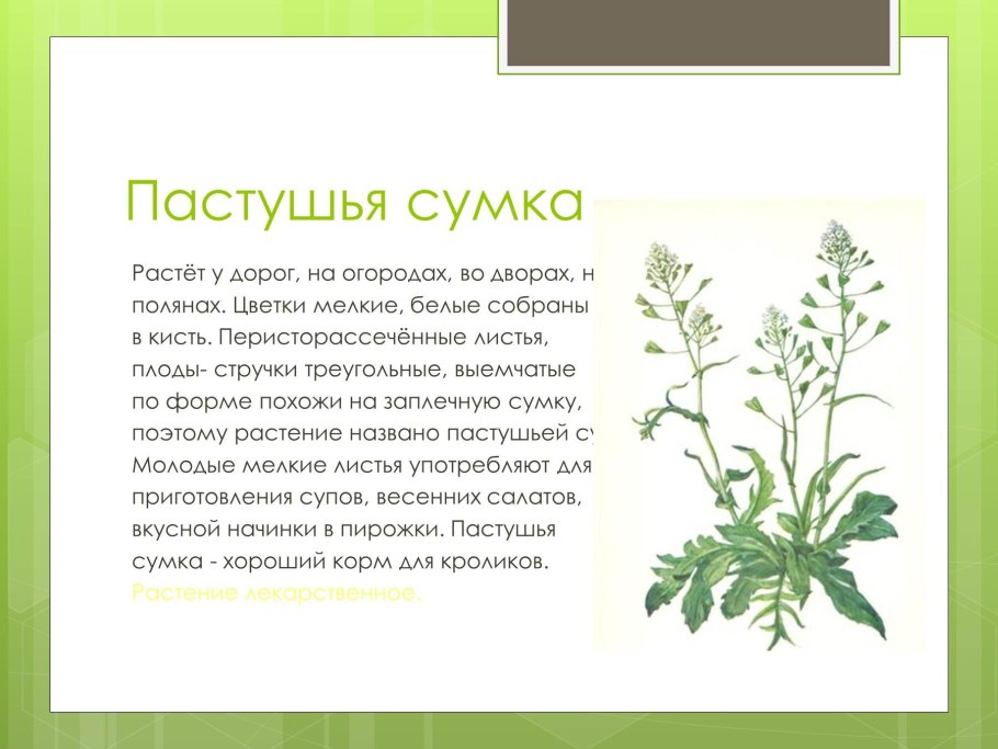 43. Чистотел большой (Chelidonium majus