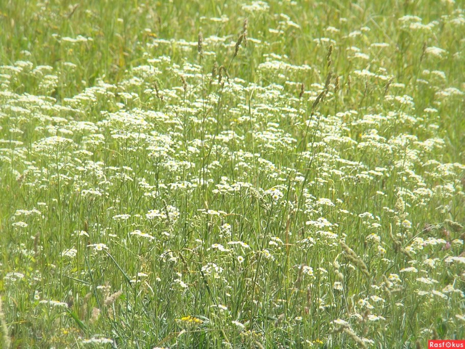 Луговые растения Владимирской области