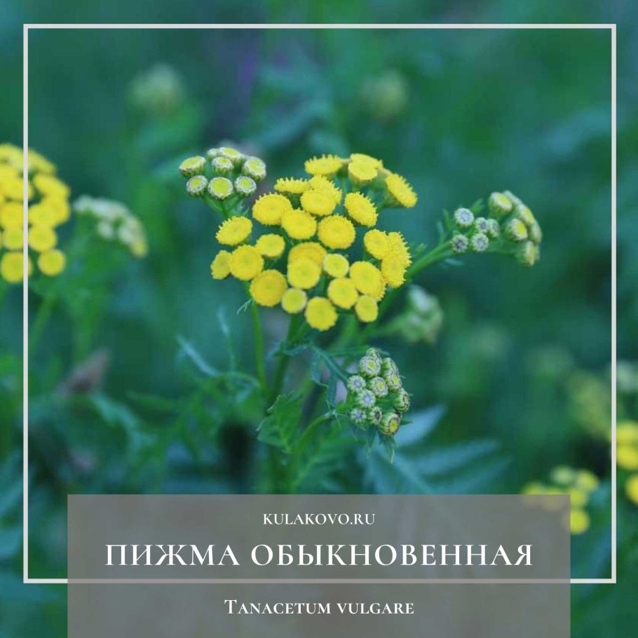 Фармакопейные лекарственные растения