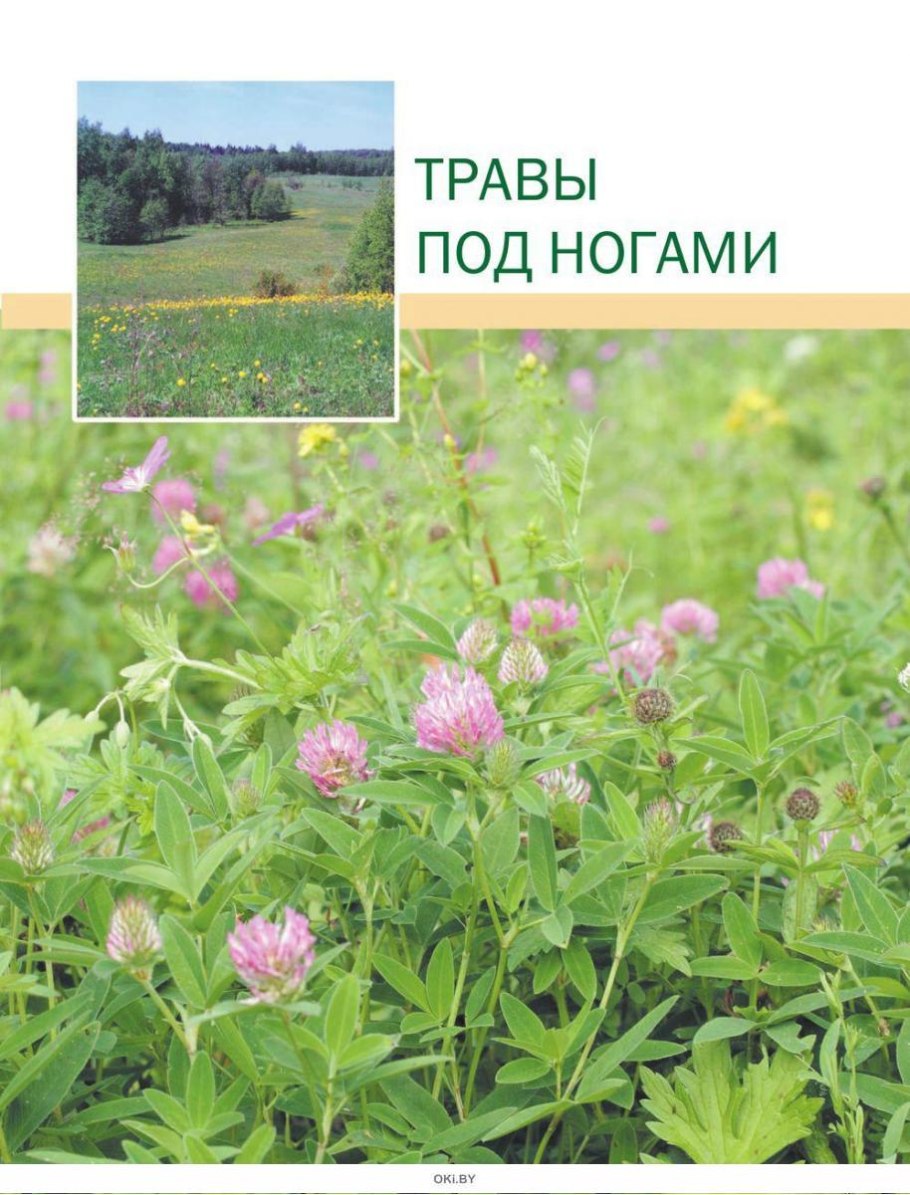 Стахис Stachys officinalis Ukkie