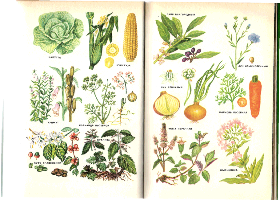 Пижма обыкновенная, Дикая Рябинка