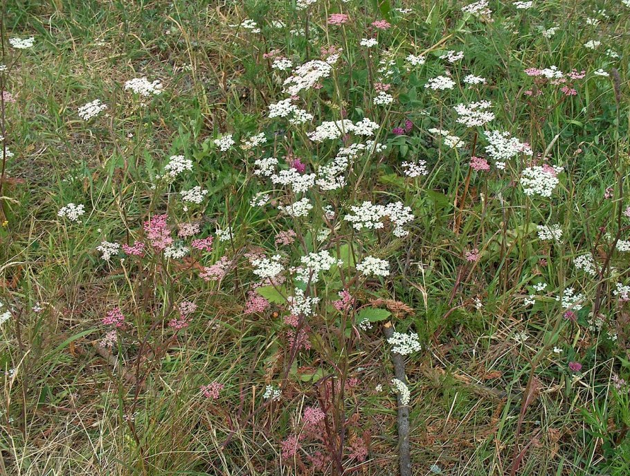 Лекарственные травы Мордовии