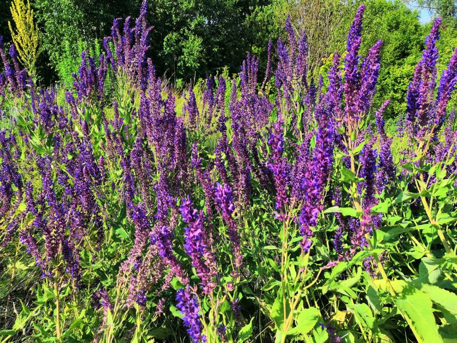 Название лекарственных растений леса