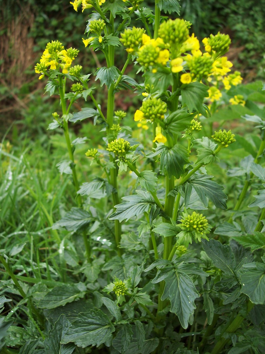 Иссоп лекарь