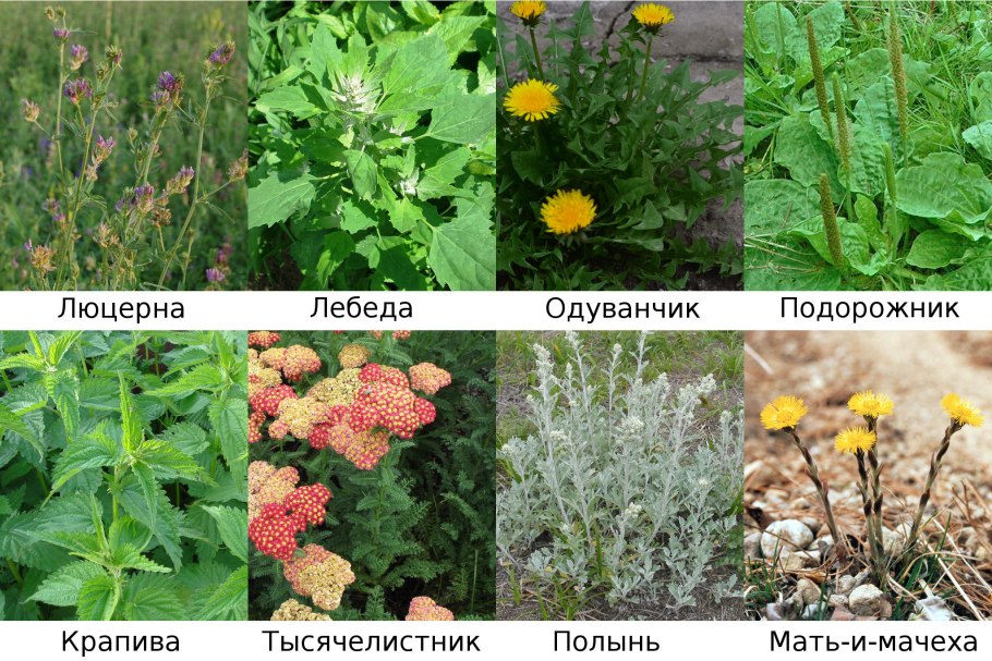 Целебные травы