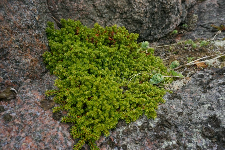 Лишайник ягель