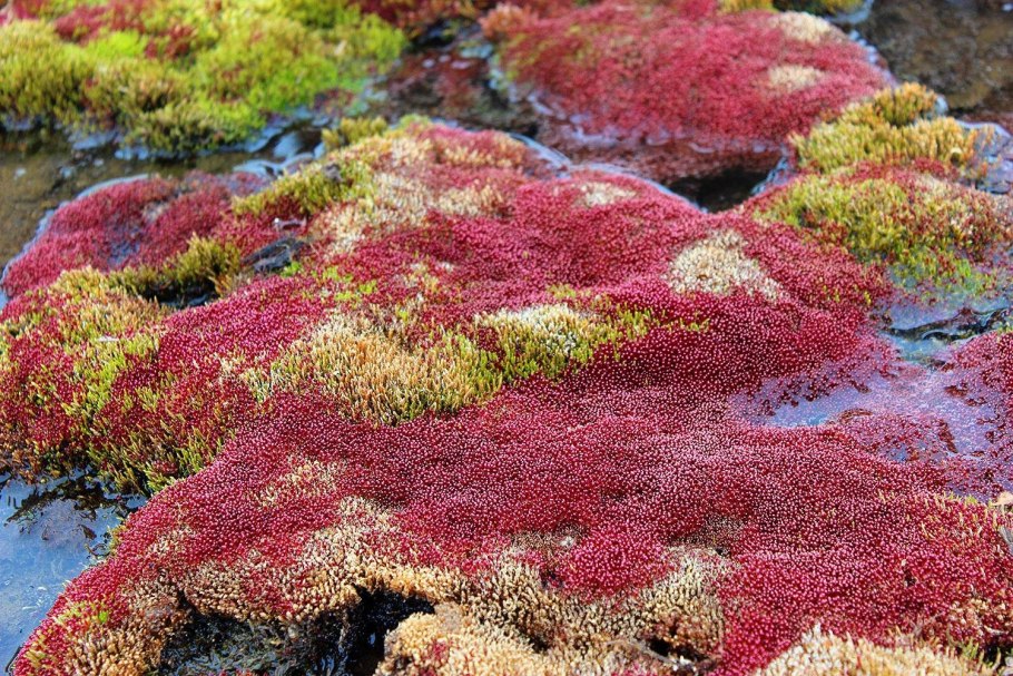Мхи и лишайники в Арктике