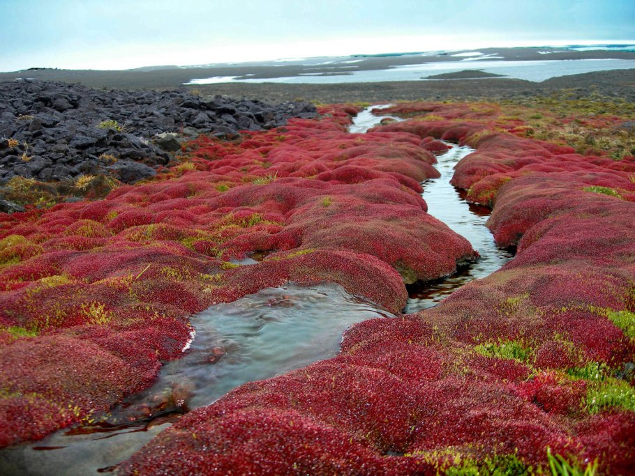 Лишайники в Антарктиде