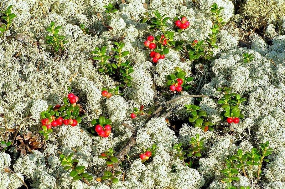 Северный мох ягель