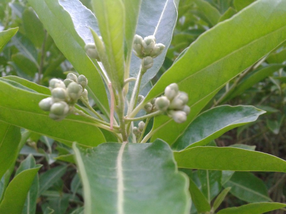 Elongated Fruit with Five Bumps on the Calyx end