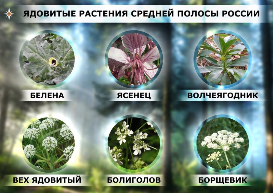 Цветущий гибискус Витязево