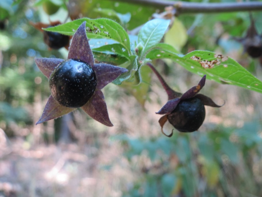 Cestrum Nocturnum