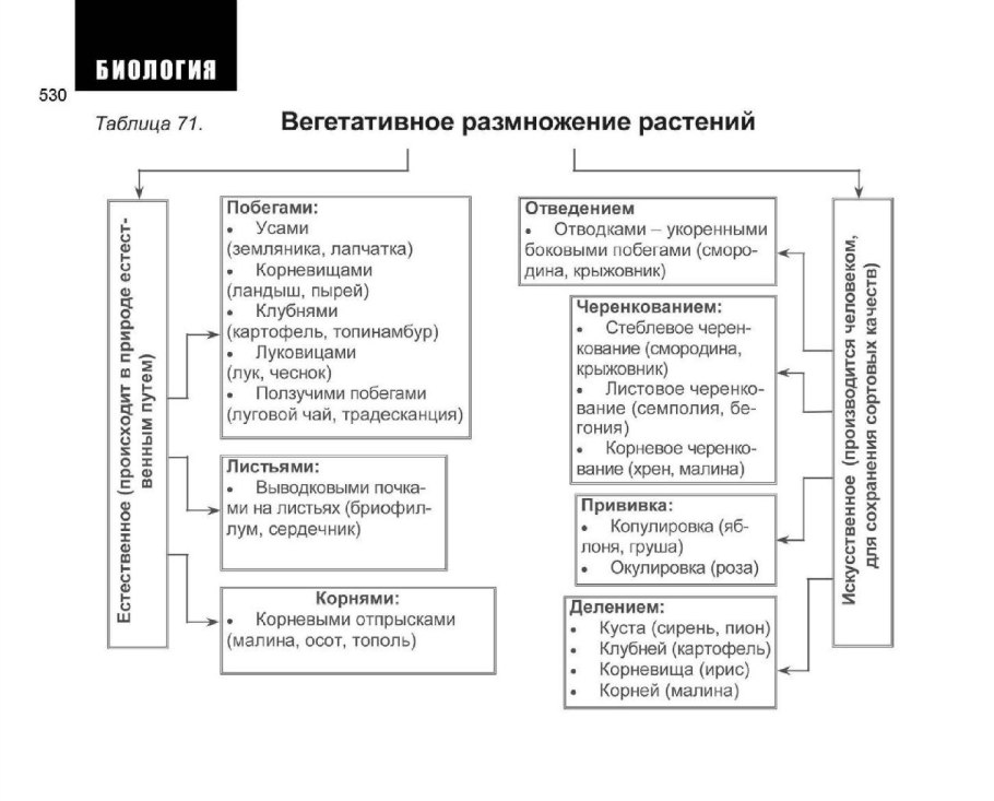 Вегетативное размножение растений ЕГЭ