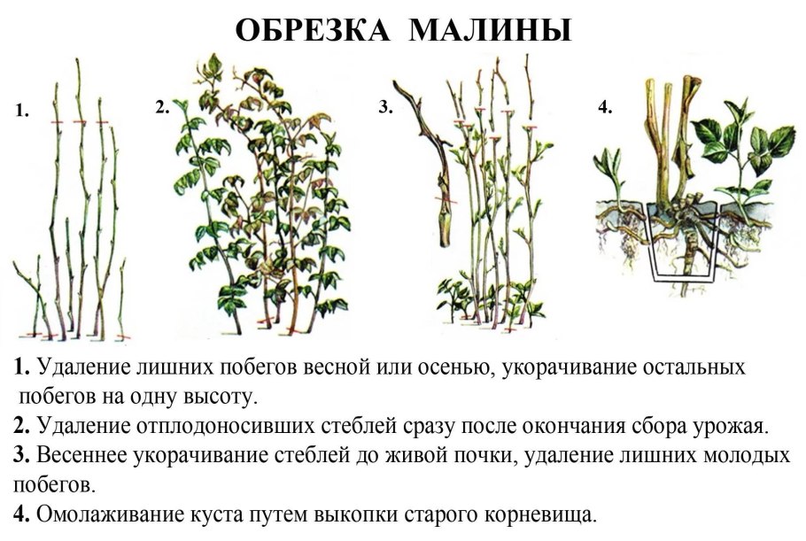 Обрезать малину осенью правильно