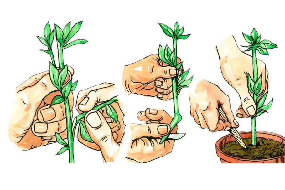 Лапчатка размножение черенками