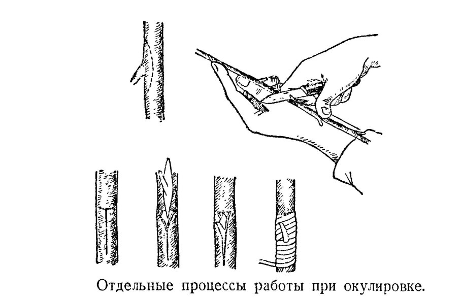 Окулировка вырезка шипа