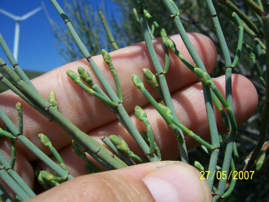 Эфедра двухколосковая семена