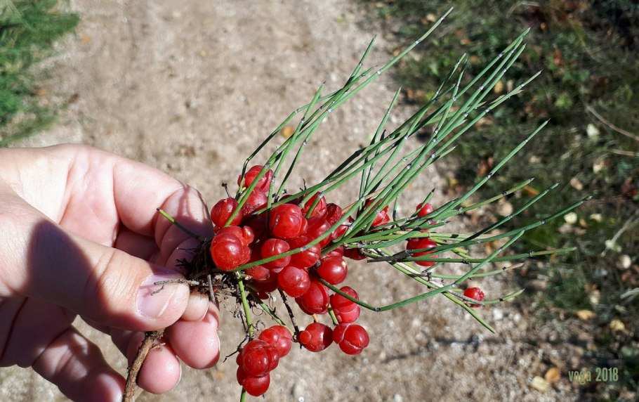 Эфедра хвойник