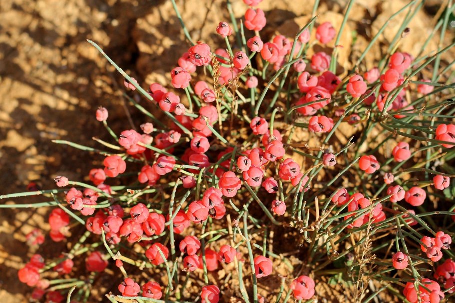 Эфедра хвойник двухколосковый