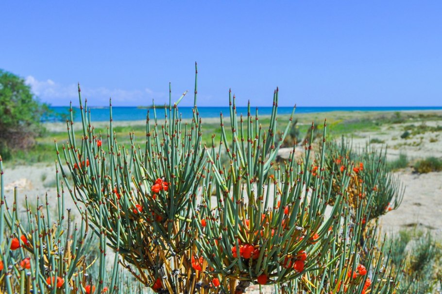 Эфедра хвощевая